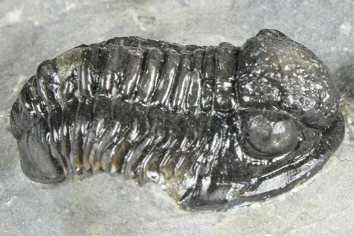Detailed Gerastos Trilobite Fossil - Morocco #363933